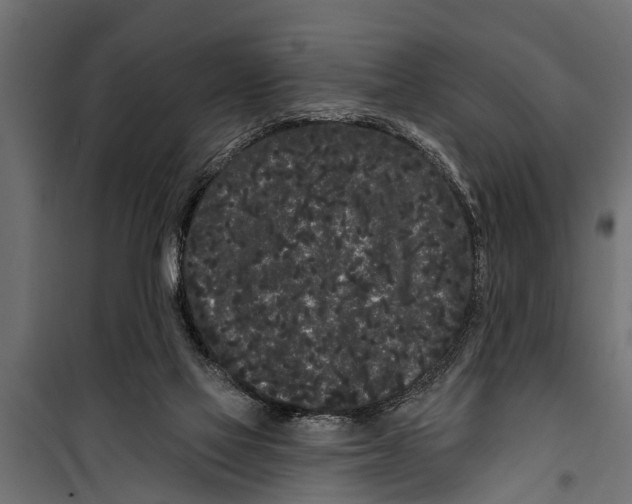 X0000099960069200806201347