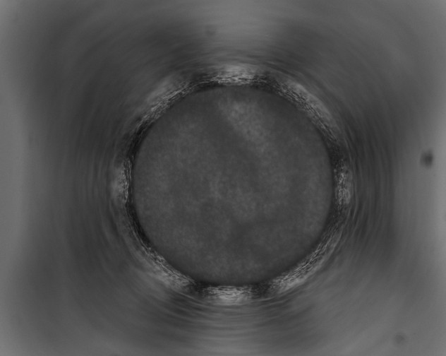 X0000099960370200806201343