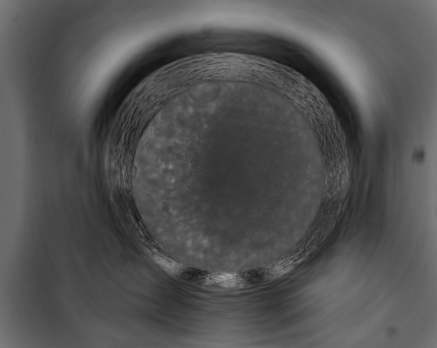 X0000099960431200806201341