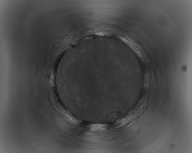 X0000099960465200806201341