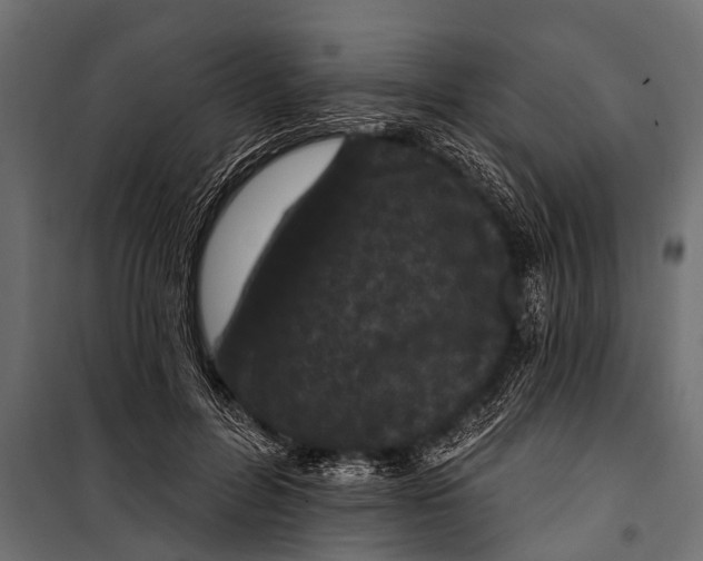 X0000099960600200806201339