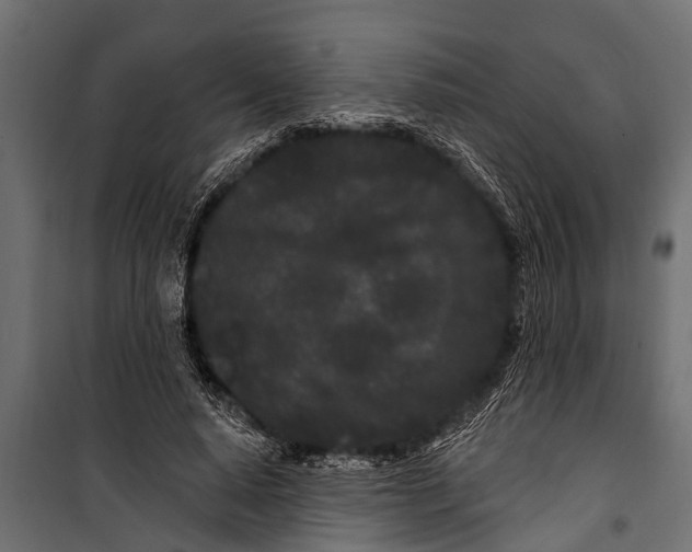 X0000099960640200806201338
