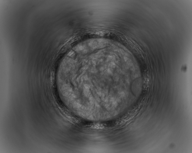 X0000099960656200806201338