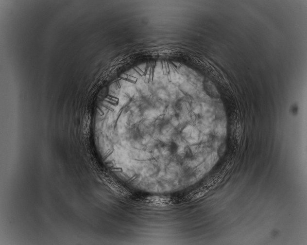 X0000099960660200806201338