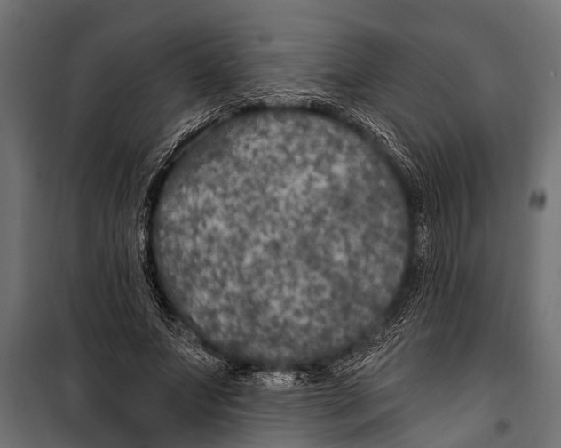 X0000099960687200806201338