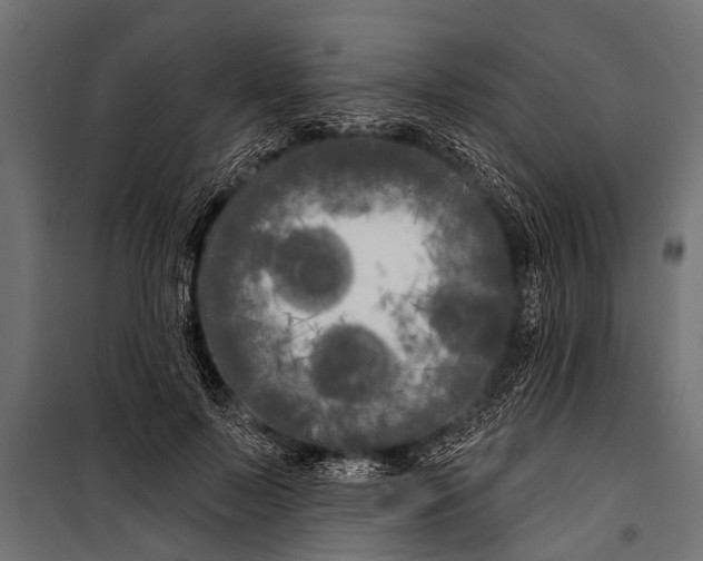 X0000099960695200806201338
