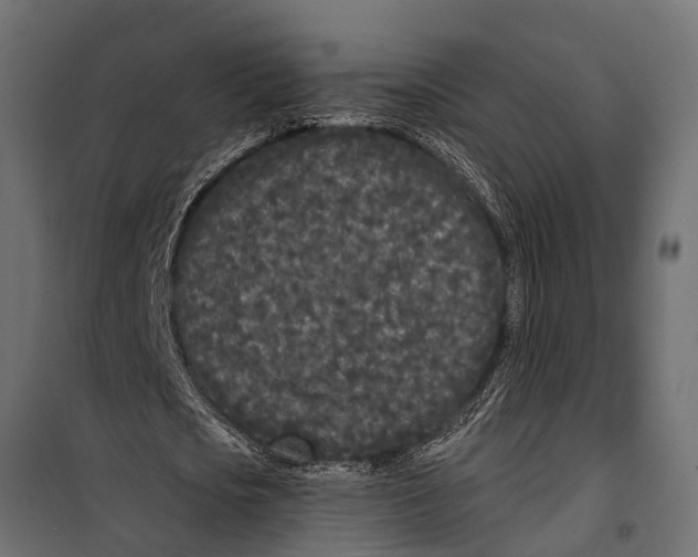 X0000099960721200806201336