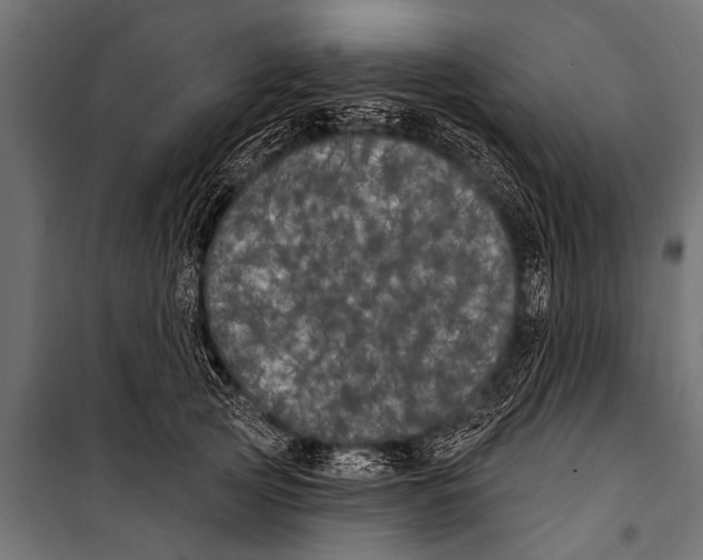 X0000099960753200806201337