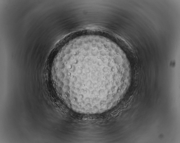 X0000099960776200806201336