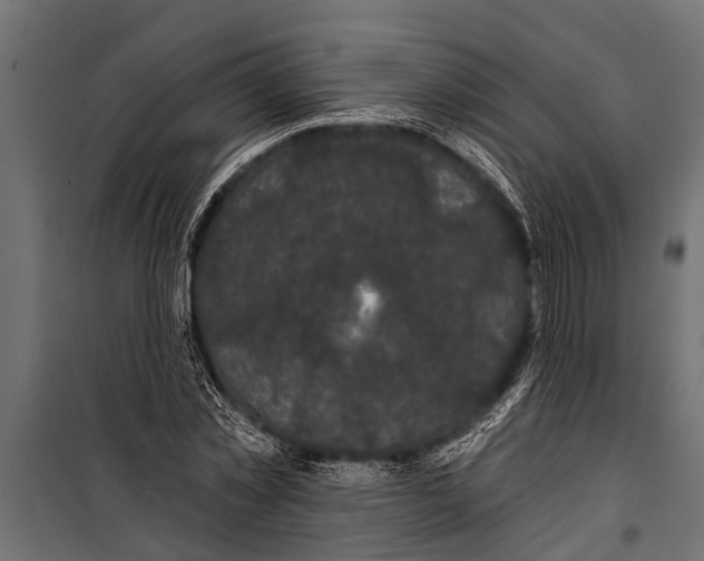 X0000099960781200806201336