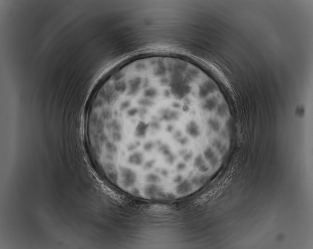 X0000099960839200806201335