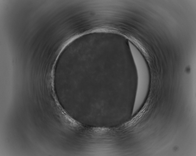 X0000099960854200806201335
