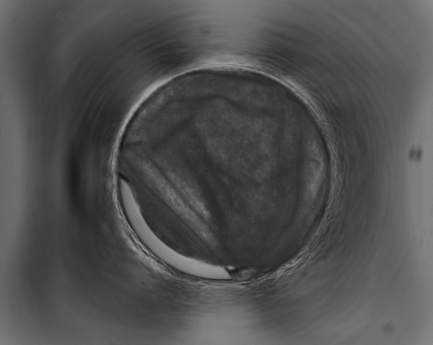 X0000099960864200806201335