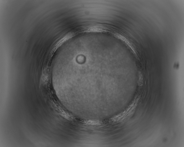 X0000099960874200806201335