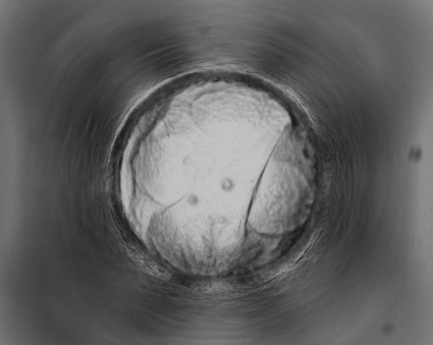 X0000099960879200806201335