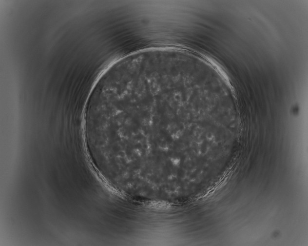 X0000099960907200806201334