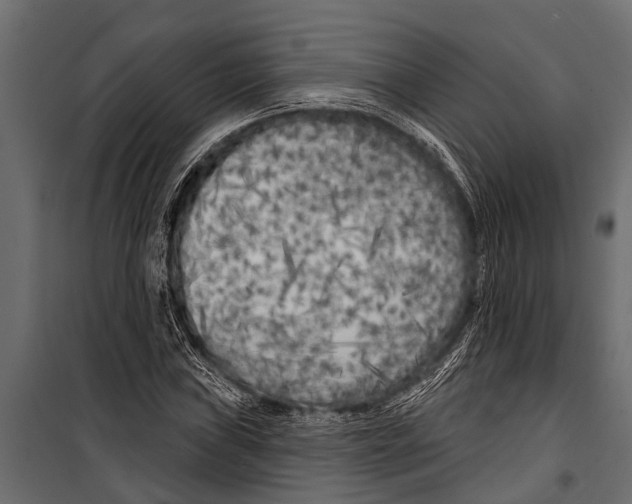 X0000099961019200806201332