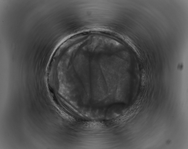 X0000099961024200806201332