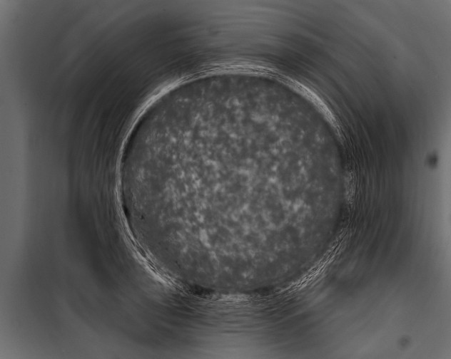 X0000099961043200806201332