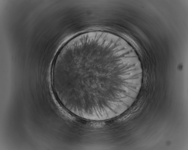 X0000099961055200806201333