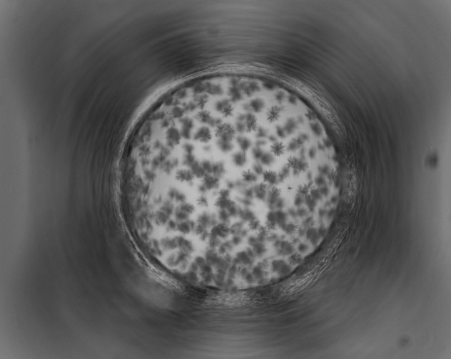 X0000099961094200806201331