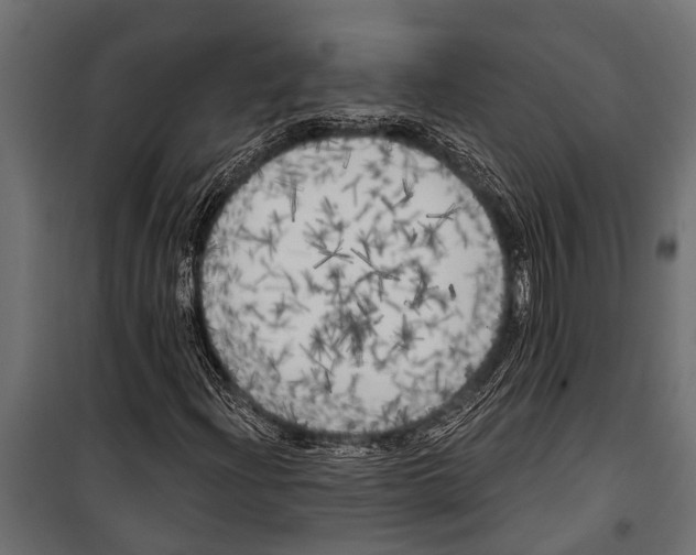 X0000099961204200806201329