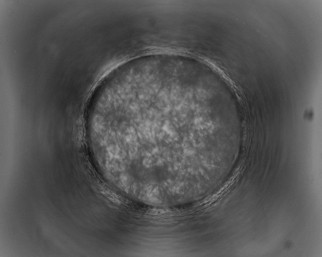 X0000099961215200806201329