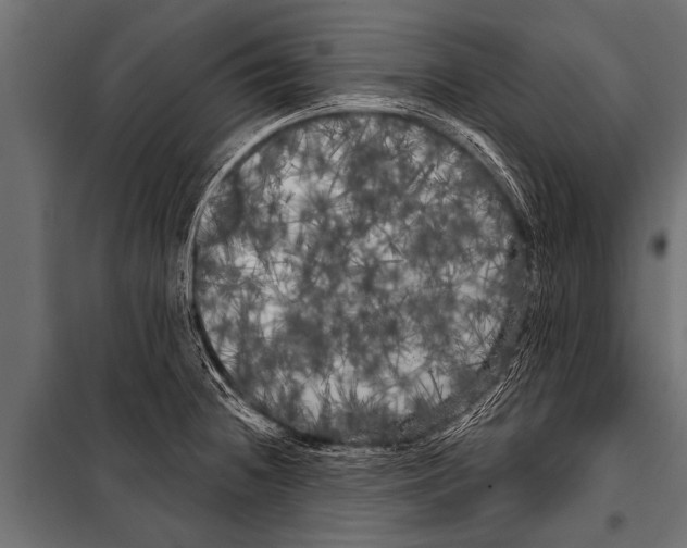 X0000099961236200806201329