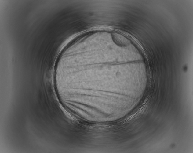 X0000099961245200806201330