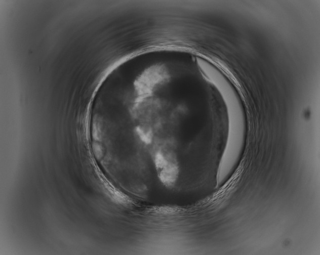 X0000099961246200806201330