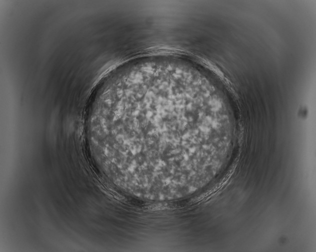 X0000099961259200806201329