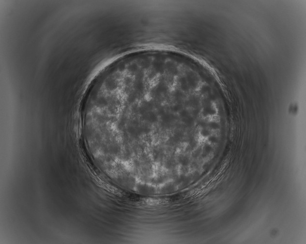 X0000099961271200806201329