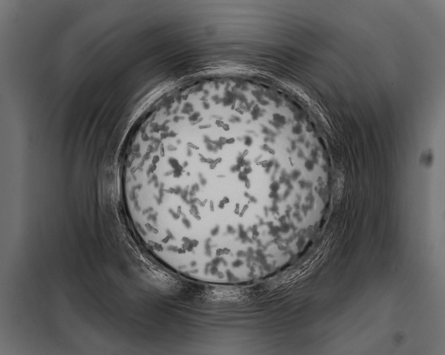 X0000099961274200806201329