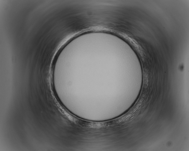 X0000099961286200806201328