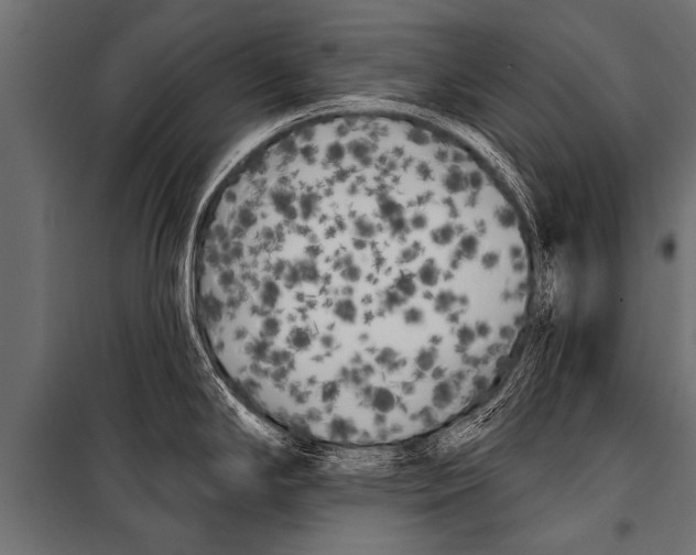 X0000099961294200806201328