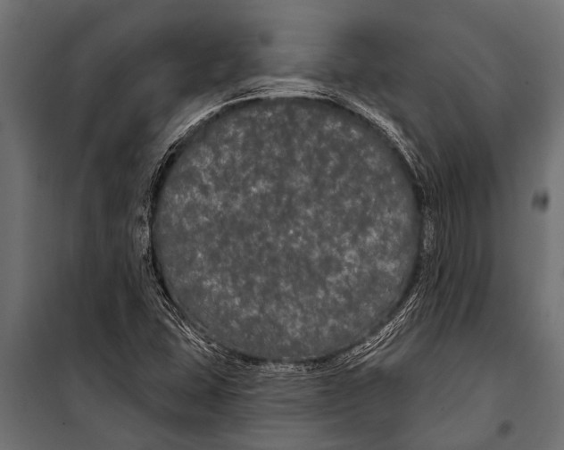 X0000099961407200806201326