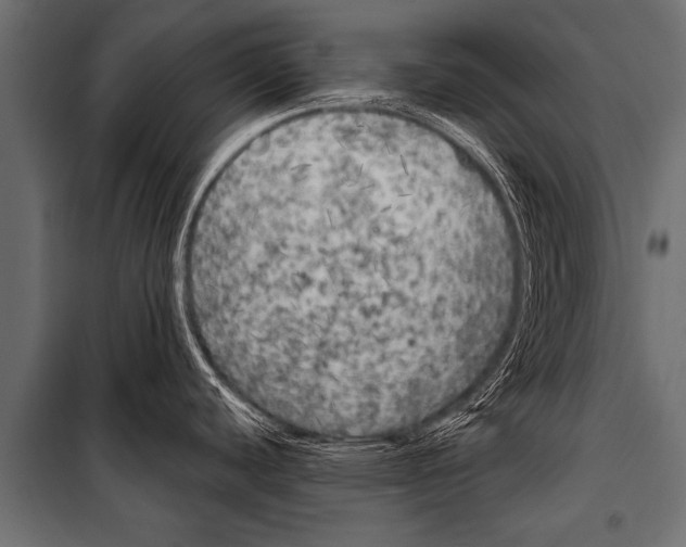 X0000099961440200806201327