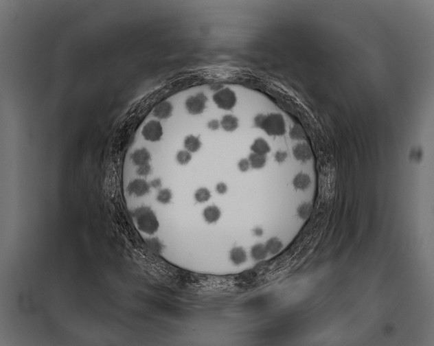 X0000099961446200806201326