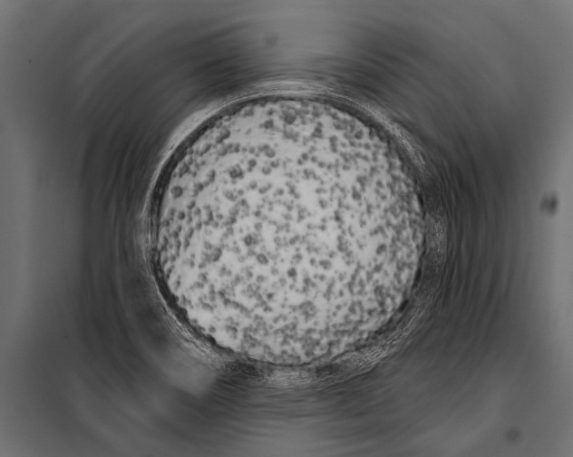 X0000099961466200806201326