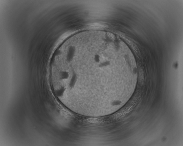 X0000099961478200806201325