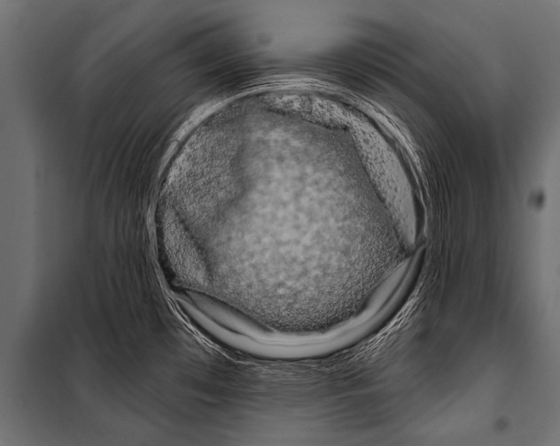 X0000099961481200806201325