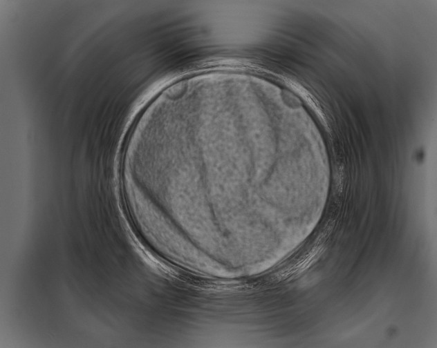 X0000099961482200806201325