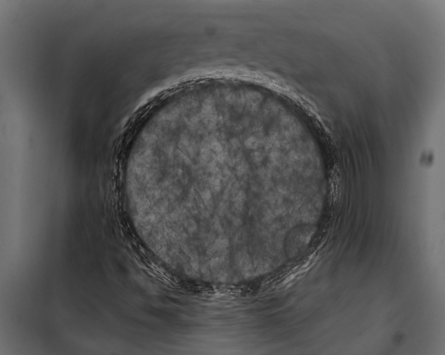 X0000099961494200806201325