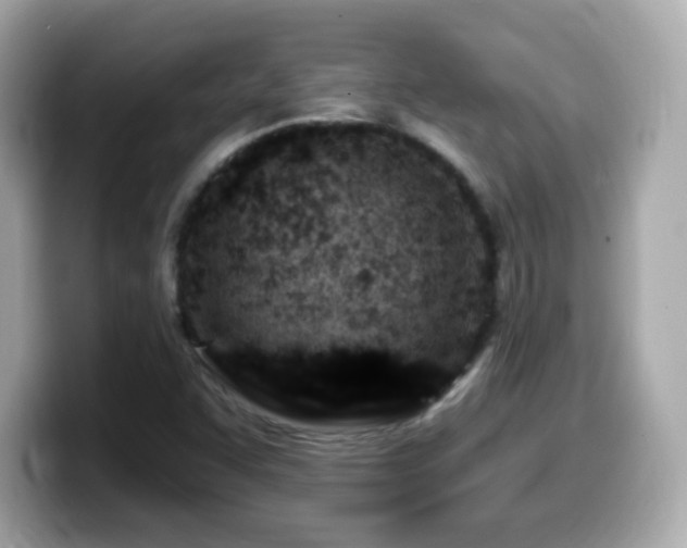 X0000099971455200805231355