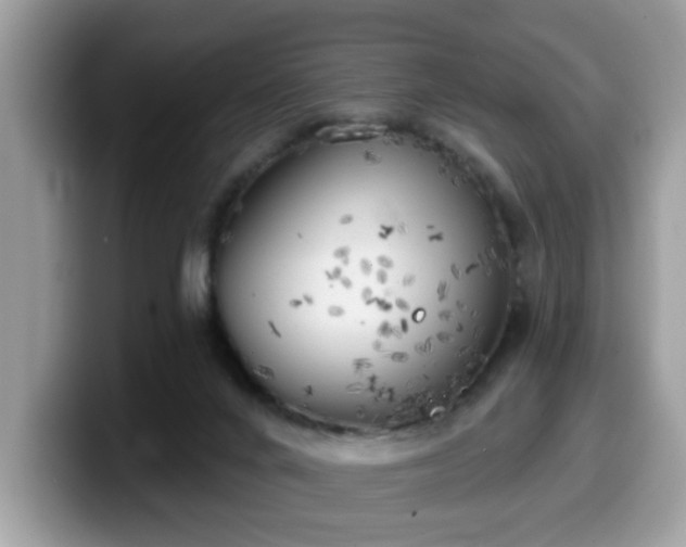 X0000099970024200805301342