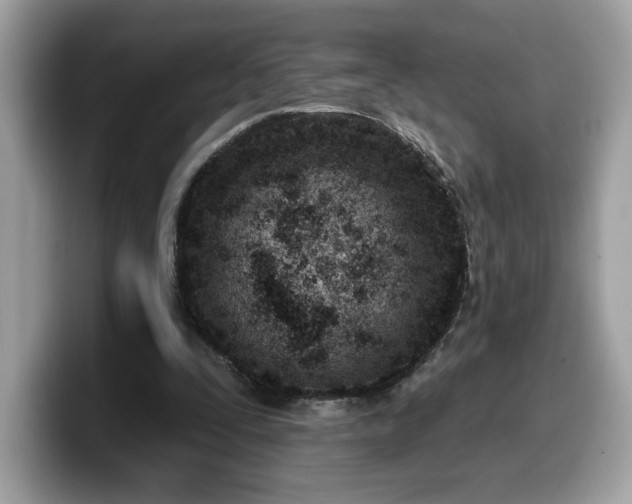 X0000099970295200805301339