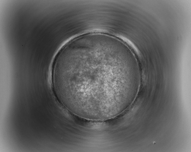 X0000099970886200805301331