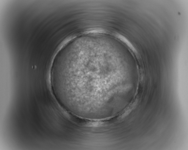 X0000099971282200805301326