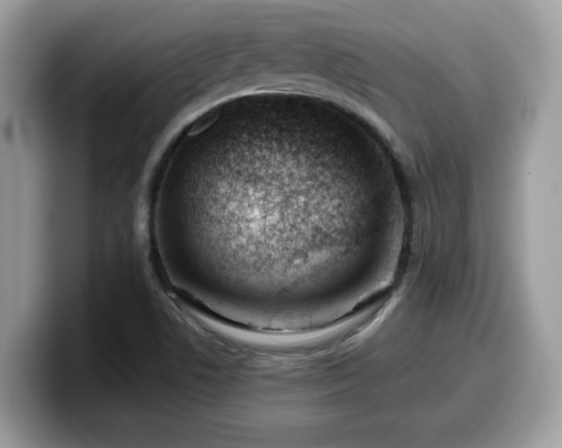 X0000099971506200805301323