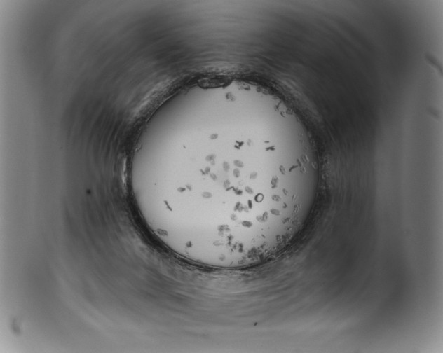 X0000099970024200806061640